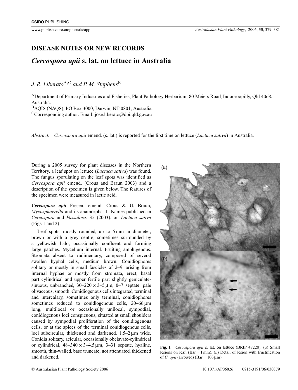 Cercospora Apii S. Lat. on Lettuce in Australia