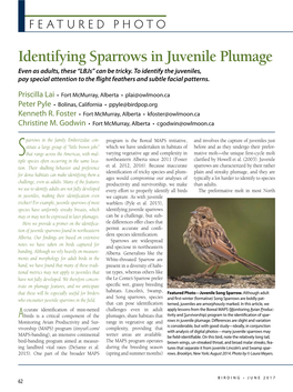 Identifying Sparrows in Juvenile Plumage Even As Adults, These “Lbjs” Can Be Tricky