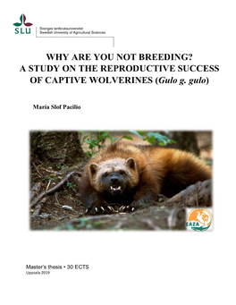 A STUDY on the REPRODUCTIVE SUCCESS of CAPTIVE WOLVERINES (Gulo G