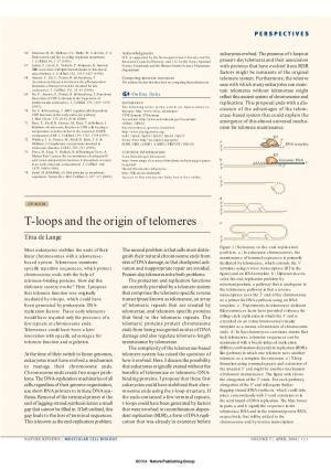 T-Loops and the Origin of Telomeres E