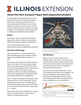 Illinois Pest Alert: European Pepper Moth (Duponchelia Fovealis)