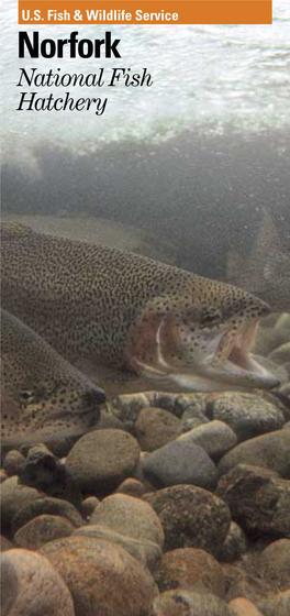 Norfork National Fish Hatchery