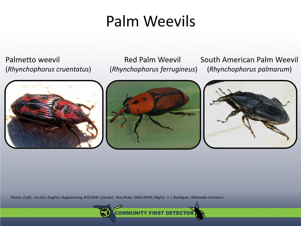 Palm Weevils