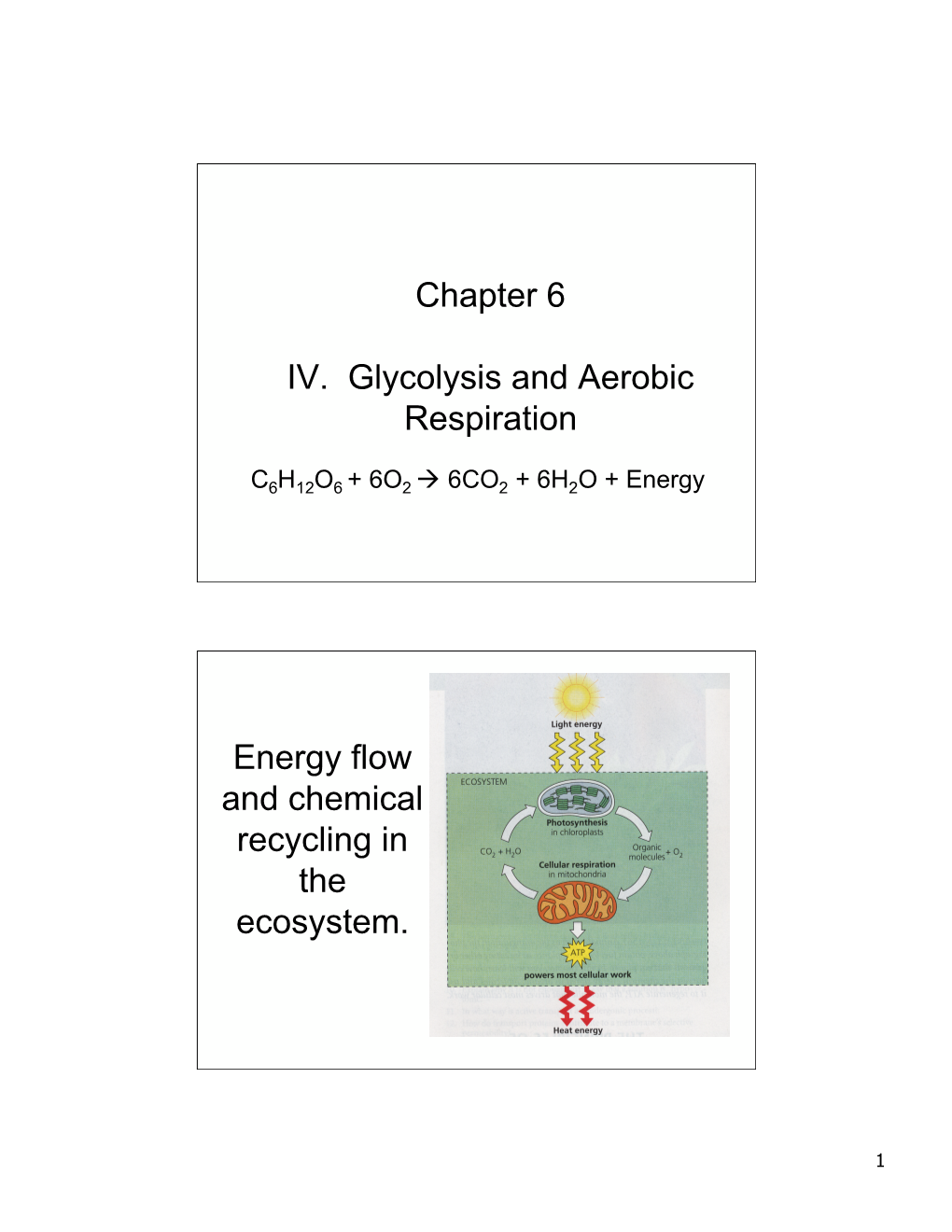 Cellular Respiration