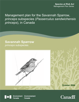Savannah Sparrow, Princeps Subspecies (Passerculus Sandwichensis Princeps), in Canada
