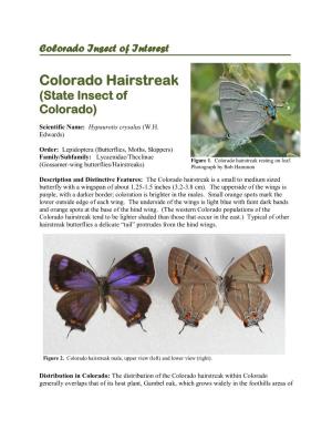 Colorado Hairstreak (State Insect of Colorado)