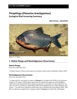 Pirapitinga (Piaractus Brachypomus) Ecological Risk Screening Summary