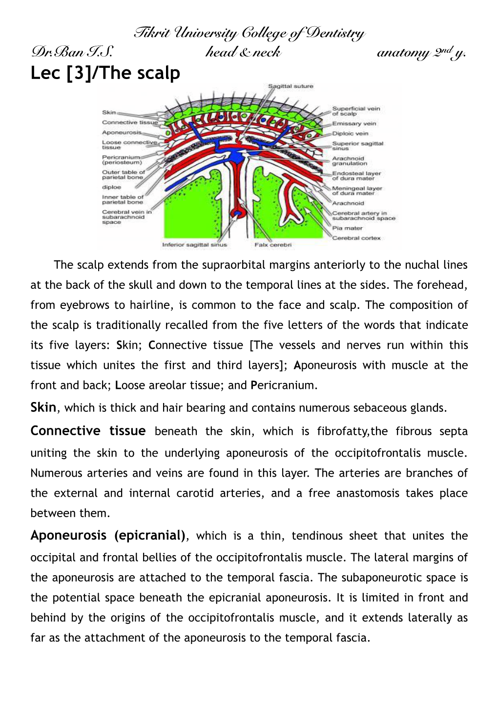 Lec [3]/The Scalp