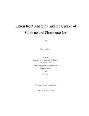 Onion Root Anatomy and the Uptake of Sulphate and Phosphate Ions