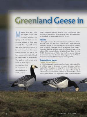 Greenland Geese in North America