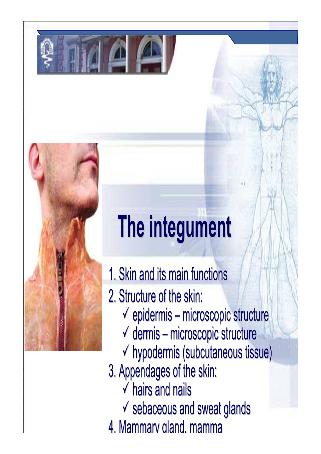 The Integumentintegument