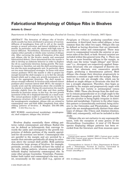 Fabricational Morphology of Oblique Ribs in Bivalves