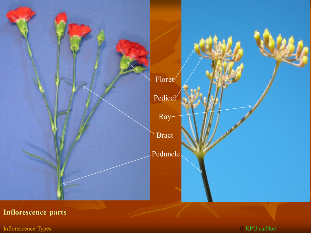 Inflorescence Types © KPU.Ca/Hort Cyme: the Growing Tip Becomes a Floret Before More Arise from Axillary Buds