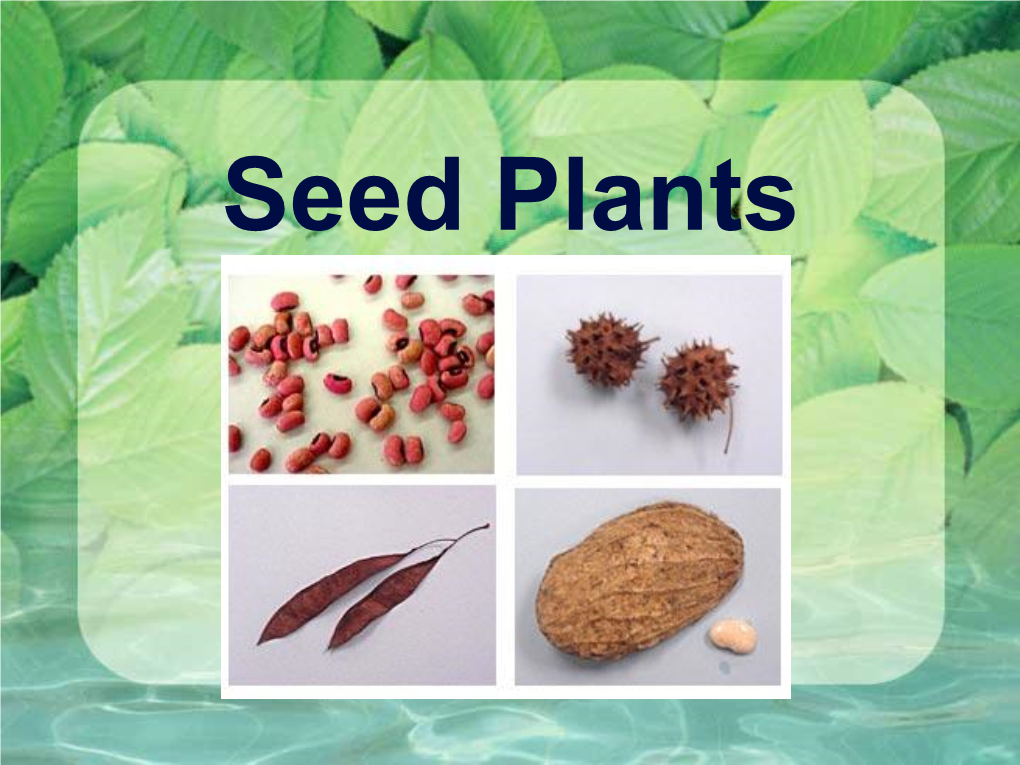 Seed Plants Quick Review