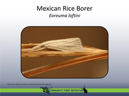 Mexican Rice Borer Eoreuma Loftini