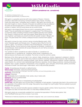 Wild Garlic (Allium Canadense Var