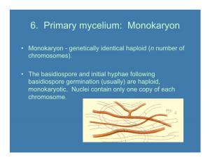 Lecture 3 Basidiomycota Life Cycle