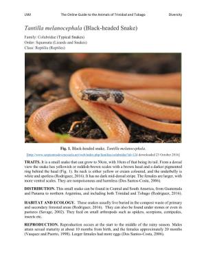 Tantilla Melanocephala (Black-Headed Snake) Family: Colubridae (Typical Snakes) Order: Squamata (Lizards and Snakes) Class: Reptilia (Reptiles)