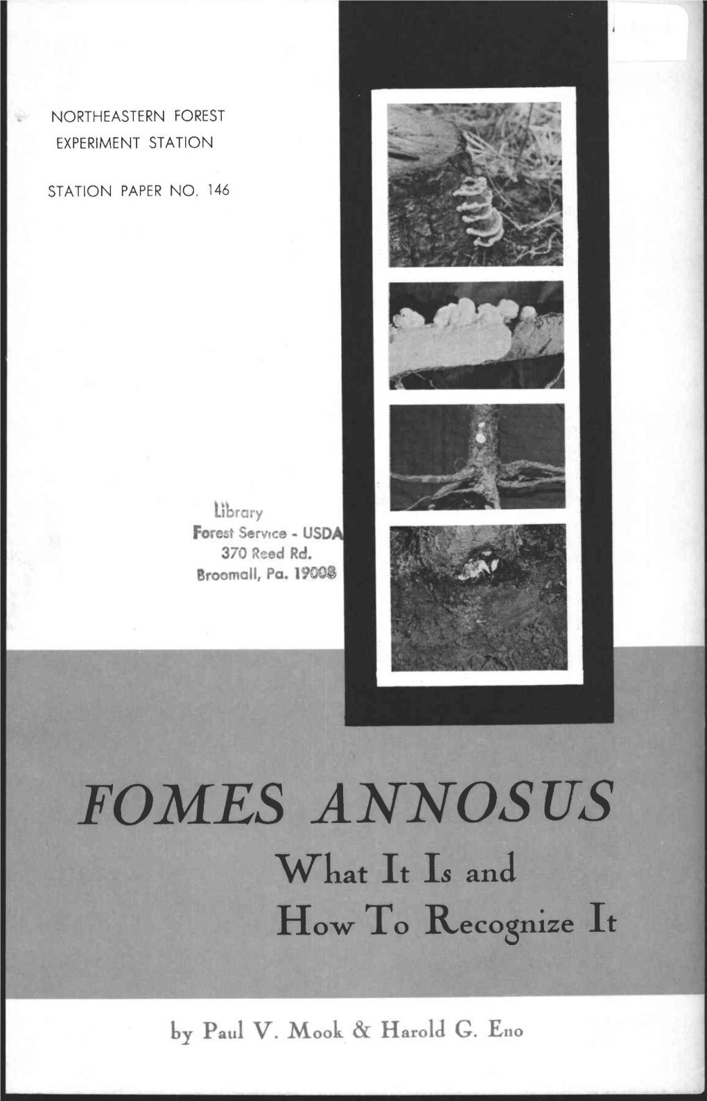 FOMES ANNOSUS What It Is and How to Recognize Lt