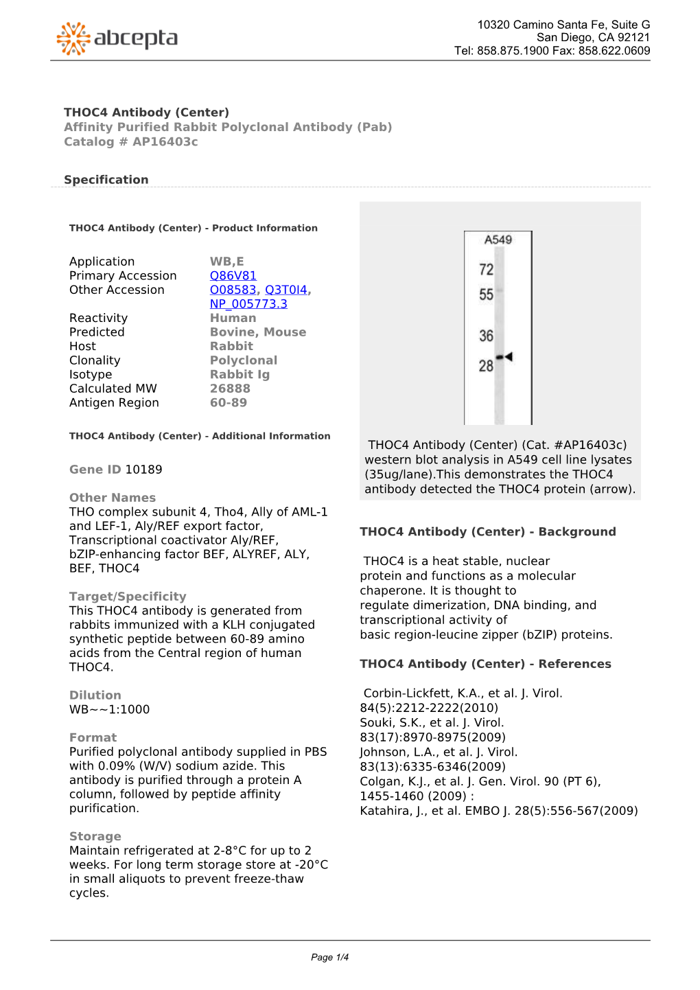 THOC4 Antibody (Center) Affinity Purified Rabbit Polyclonal Antibody (Pab) Catalog # Ap16403c