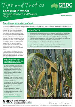 Tips and Tactics ����On�� Leaf Rust in Wheat Northern, Southern and Western Regions FEBRUARY 2016