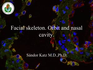 Facial Skeleton. Orbit and Nasal Cavity