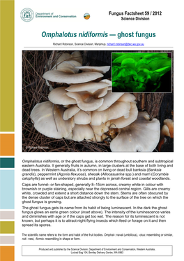 Omphalotus Nidiformis — Ghost Fungus
