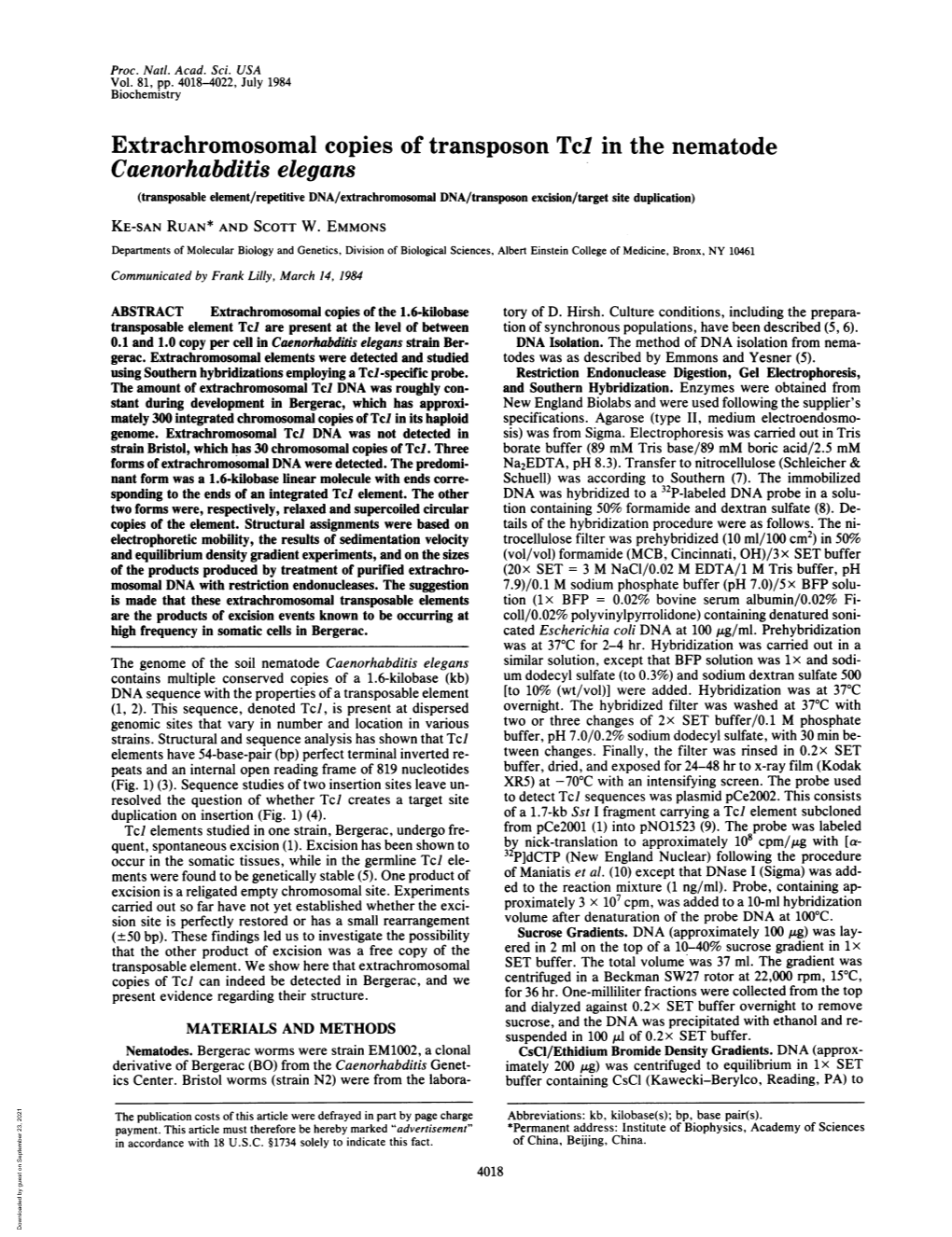 Extrachromosomal Copies of Transposon Tcl in the Nematode