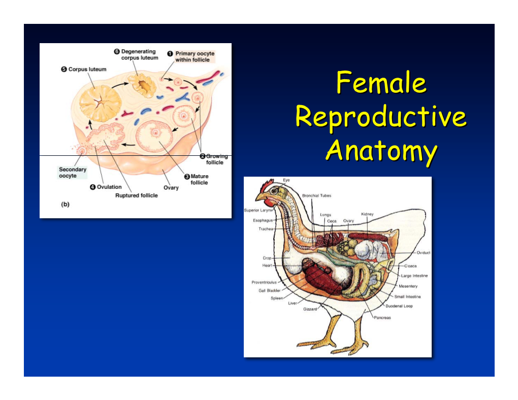 5A. Female Anatomy 08