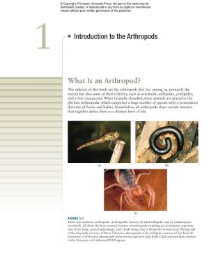 What Is an Arthropod?