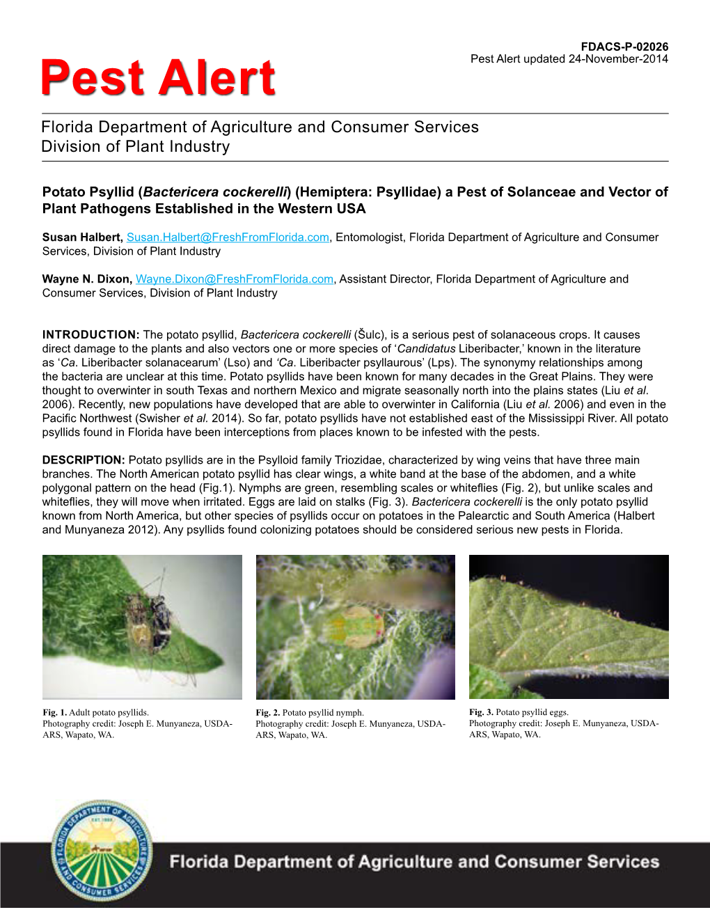 Potato Psyllid, Bactericera Cockerelli (Šulc), Is a Serious Pest of Solanaceous Crops