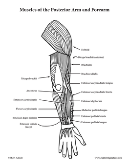 Muscles of the Posterior Arm and Forearm