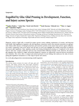 Engulfed by Glia: Glial Pruning in Development, Function, and Injury Across Species