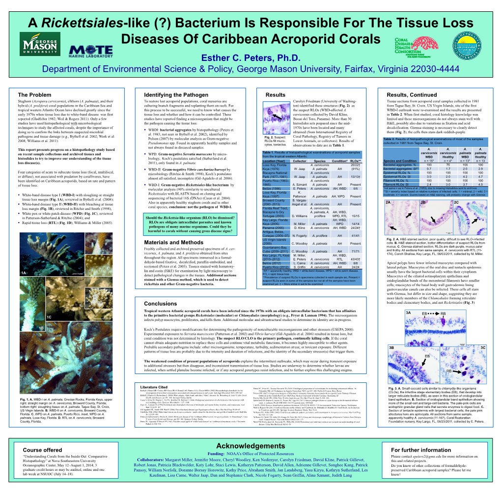 Bacterium Is Responsible for the Tissue Loss Diseases of Caribbean Acroporid Corals Esther C