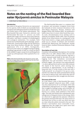 Notes on the Nesting of the Red-Bearded Bee- Eater Nyctyornis Amictusin Peninsular Malaysia