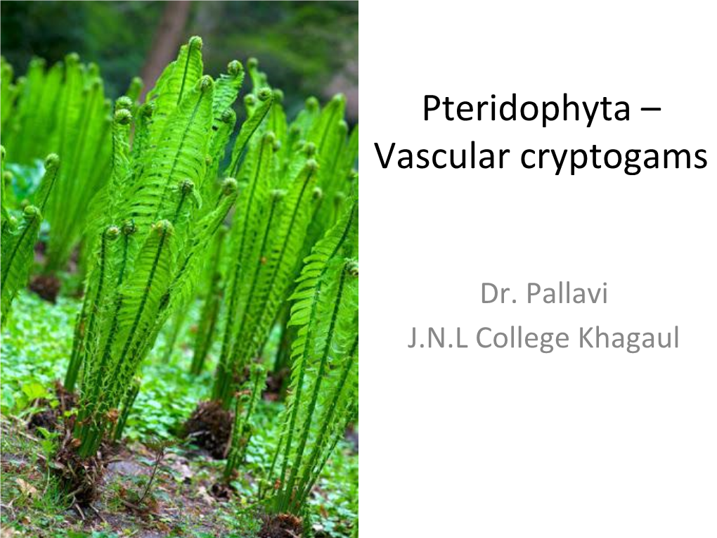 Pteridophyta – Vascular Cryptogams