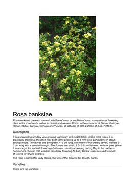 Rosa Banksiae
