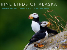 MARINE BIRDS of ALASKA AMARIE BREMEL, CONNOR HALL & HAYDEN WALCOTT Avian Evolution