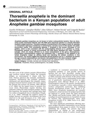 Thorsellia Anophelis Is the Dominant Bacterium in a Kenyan Population of Adult Anopheles Gambiae Mosquitoes