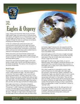 Eagle and Osprey Wildlife Note