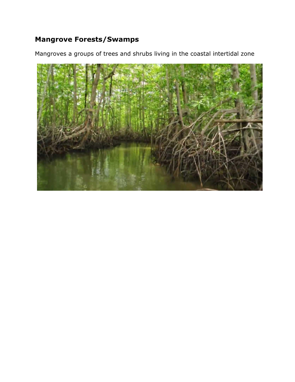 Mangrove Forests/Swamps