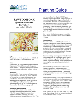 Sawtooth Oak Planting Guide