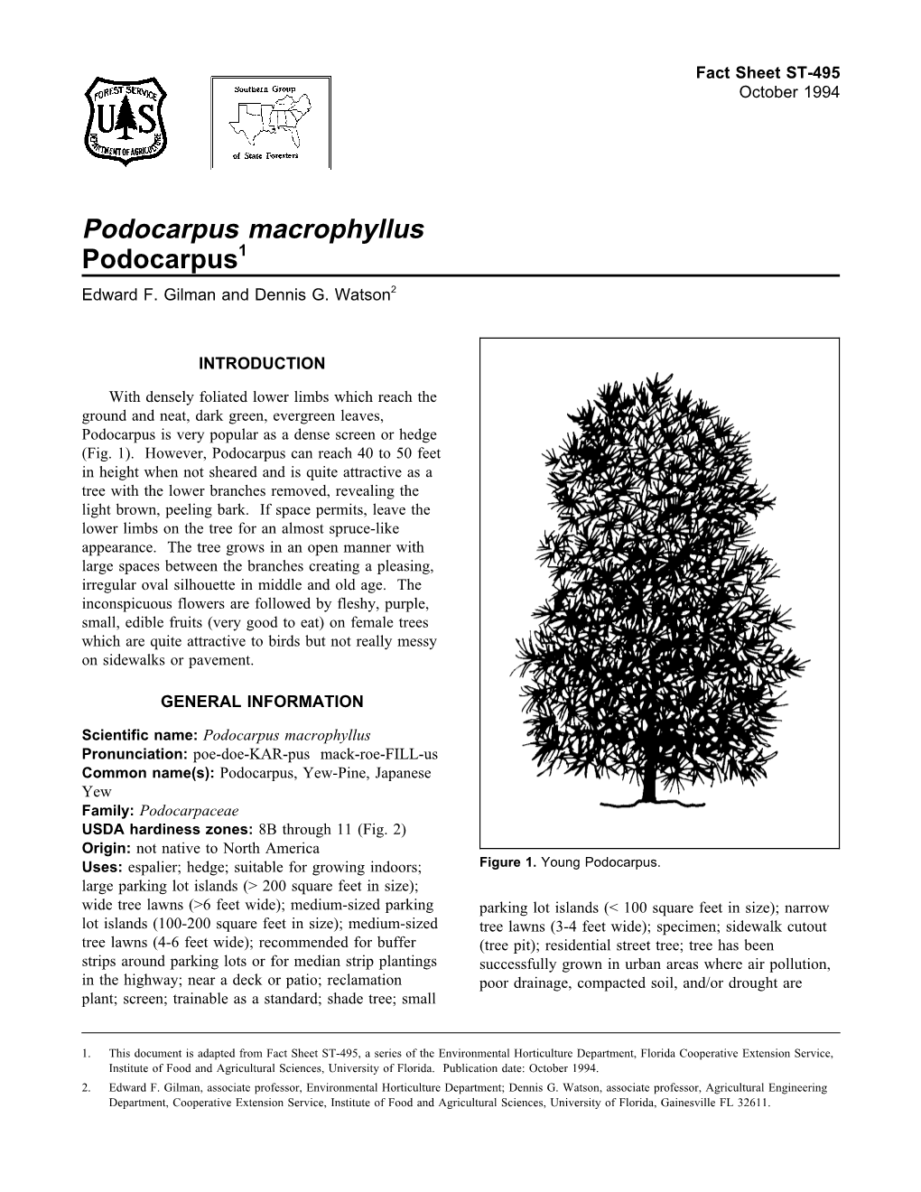 Podocarpus Macrophyllus Podocarpus1 Edward F