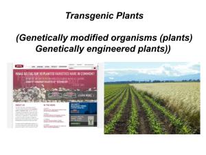 (Genetically Modified Organisms (Plants) Genetically Engineered Plants)) Why Create Transgenic Plants?