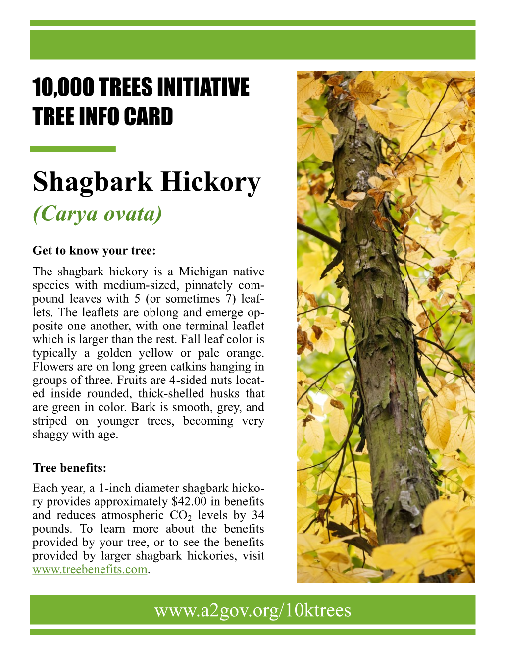 Shagbark Hickory.Pdf