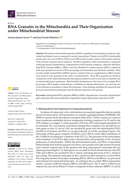 RNA Granules in the Mitochondria and Their Organization Under Mitochondrial Stresses
