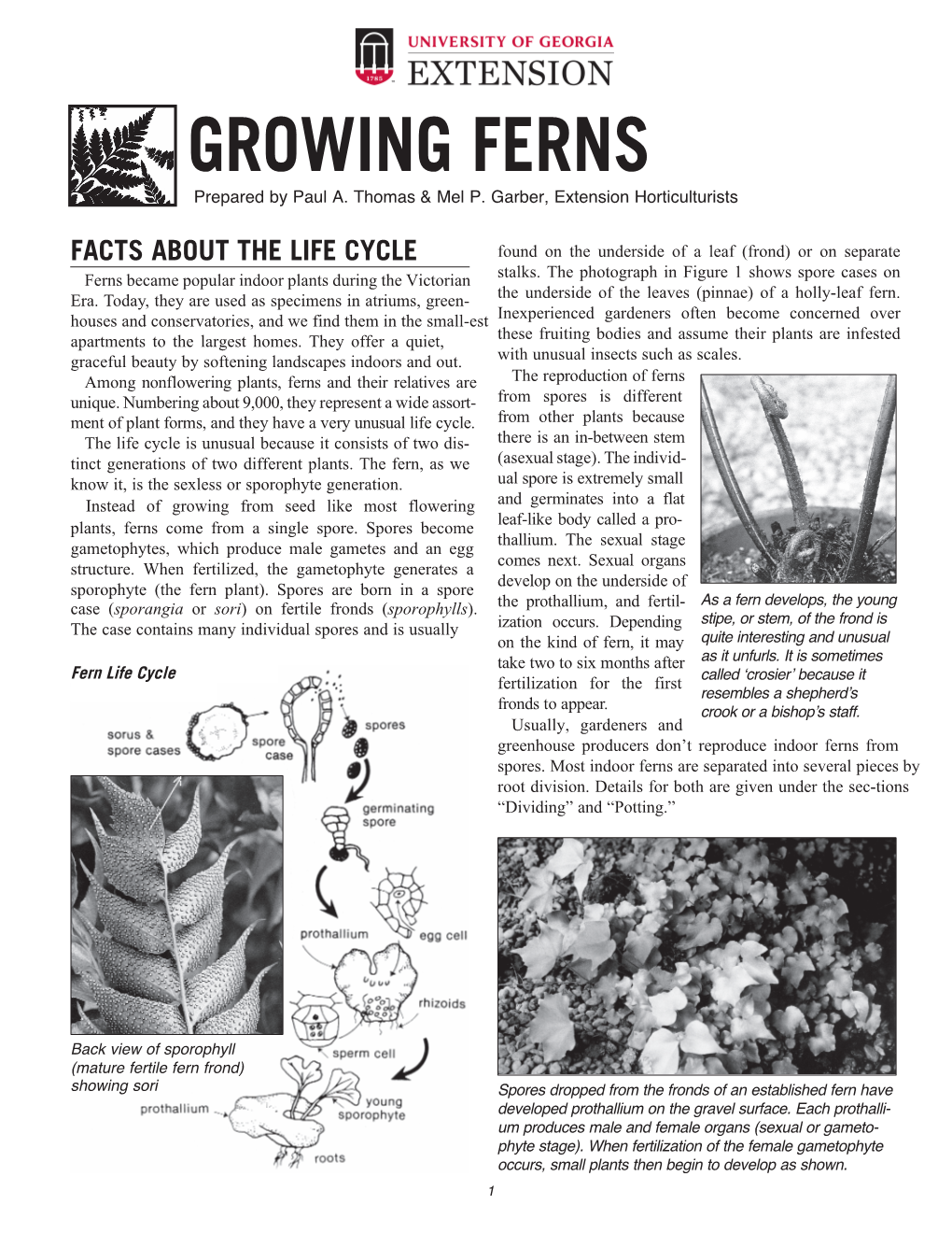 GROWING FERNS Prepared by Paul A