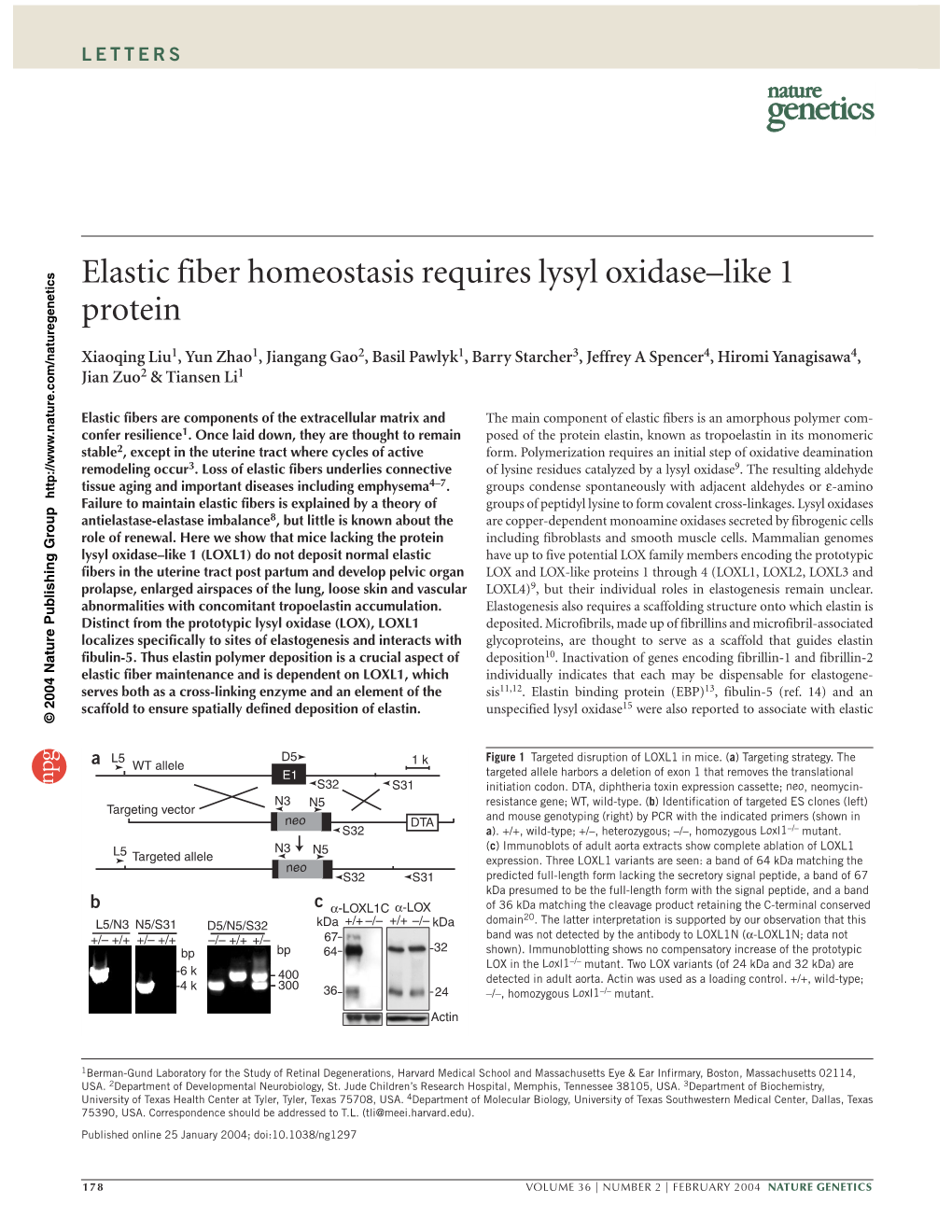 Elastic Fiber Homeostasis Requires Lysyl Oxidase–Like 1 Protein