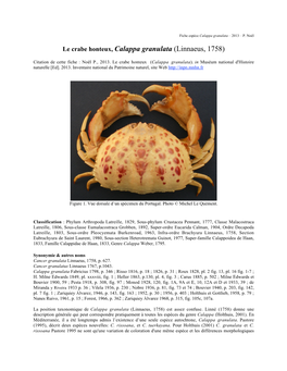 Le Crabe Honteux, Calappa Granulata (Linnaeus, 1758)