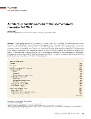 Architecture and Biosynthesis of the Saccharomyces Cerevisiae Cell Wall